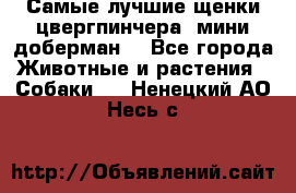 Самые лучшие щенки цвергпинчера (мини доберман) - Все города Животные и растения » Собаки   . Ненецкий АО,Несь с.